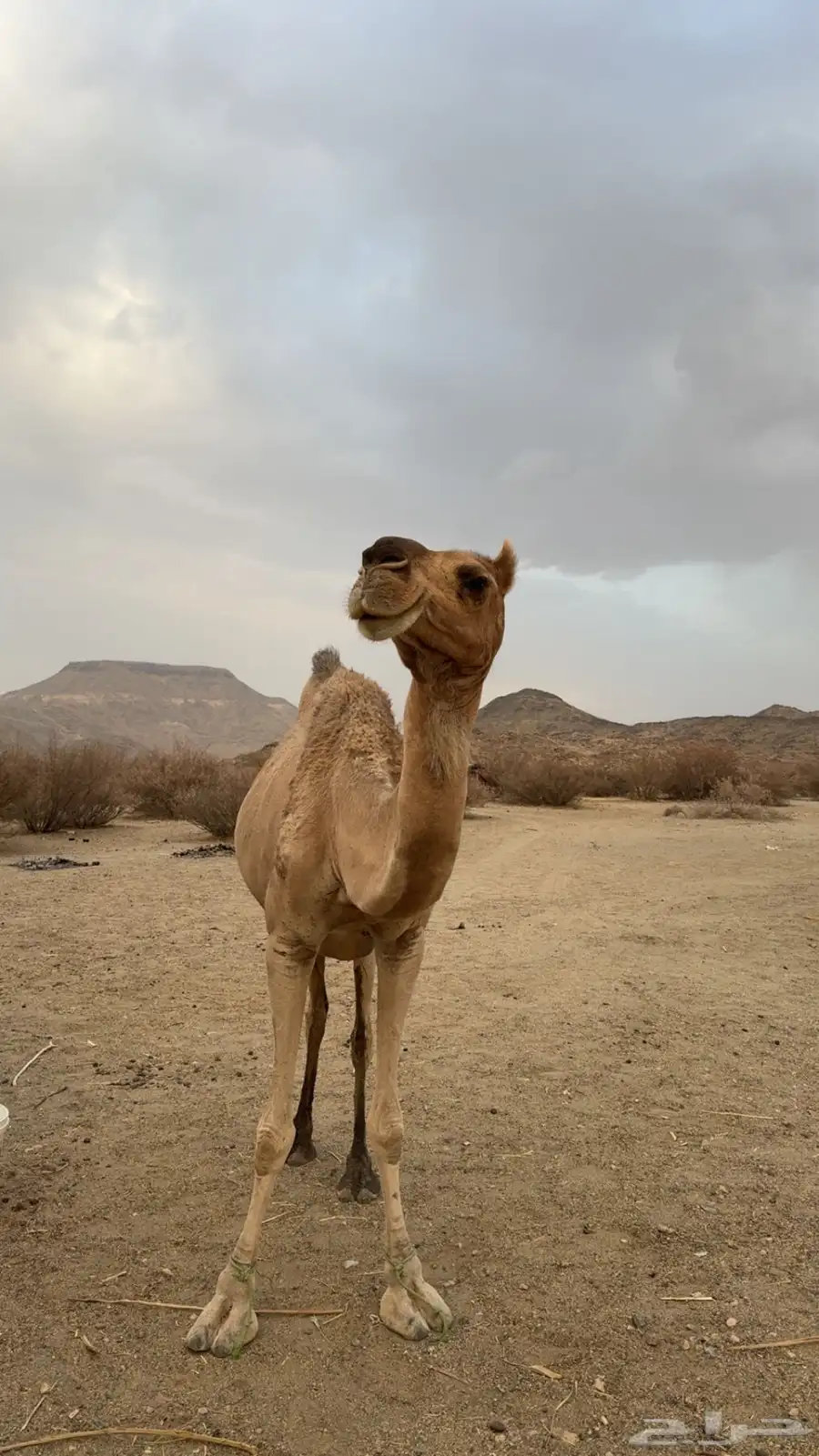 ناقه لحقه في ثمانيه شهور 3