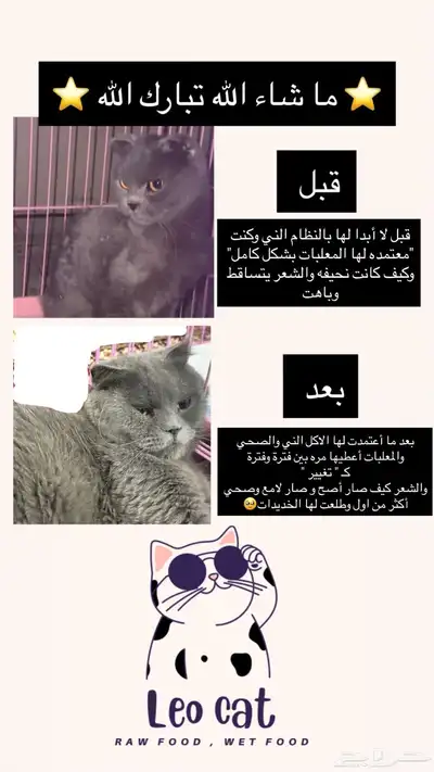 وجبات قطط صحيه صنع منزلي 1