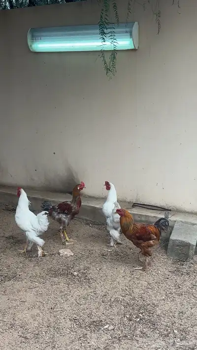 ديكه كفو للبيع 5