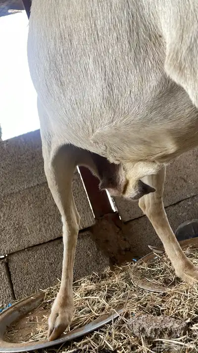 نعجه للبيع سليمه من العيوب 2