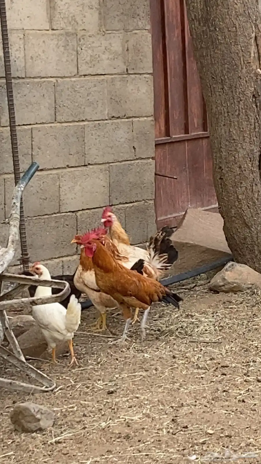 ديكه بلديه كفو 4