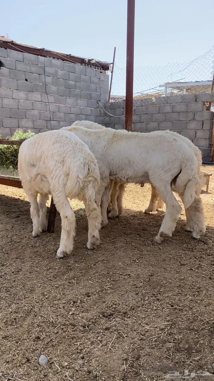 بهم حري ذبايح بري نضيف 2