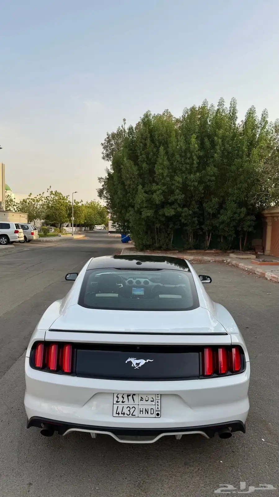 موستنج 2016 7