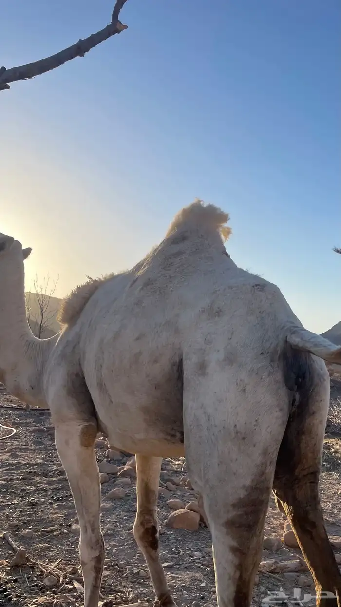 للبيع ناقة وضحى لقحة 1