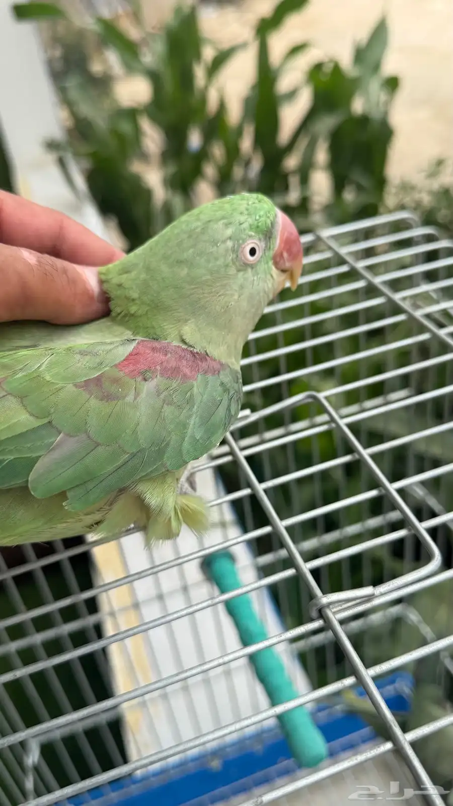زوج درة نيبالي أليف جد ا والذكر هدد داخلي 7