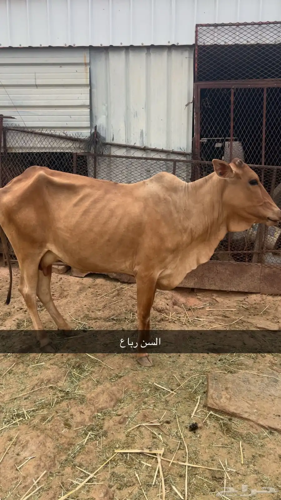 بقر للبيع 1