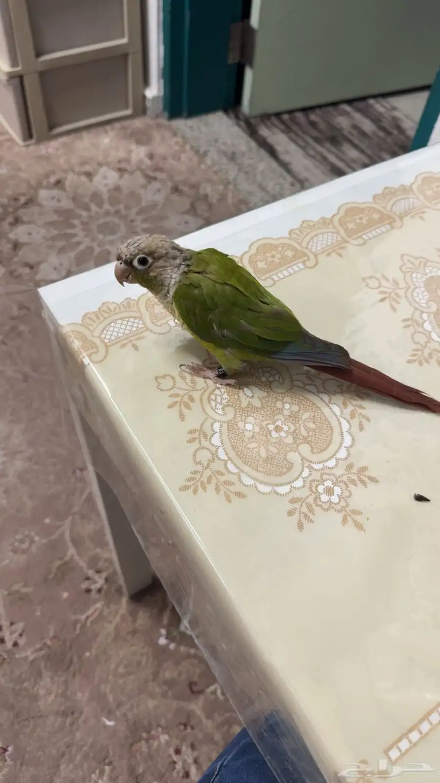 كنيور 0