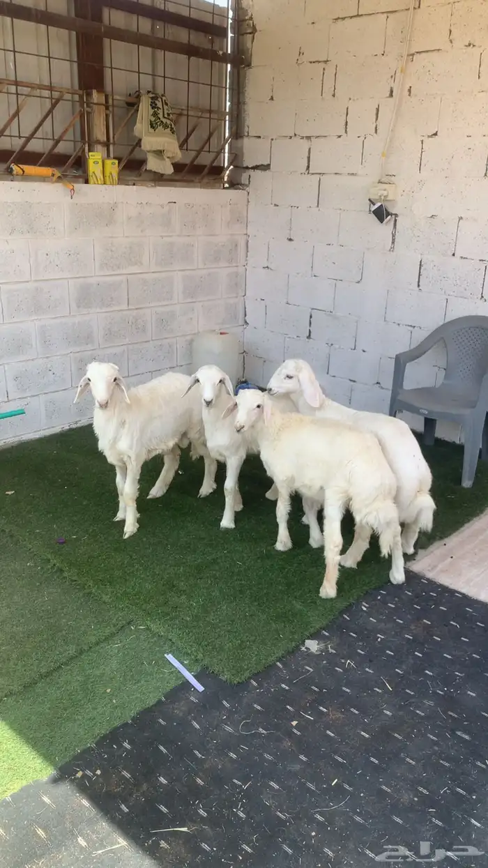4 طليان حريات نظيفه طرف وظهر طيبه . 3