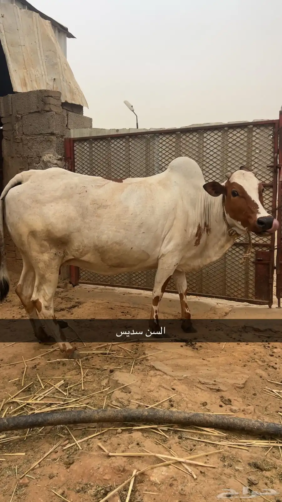 بقر للبيع 3