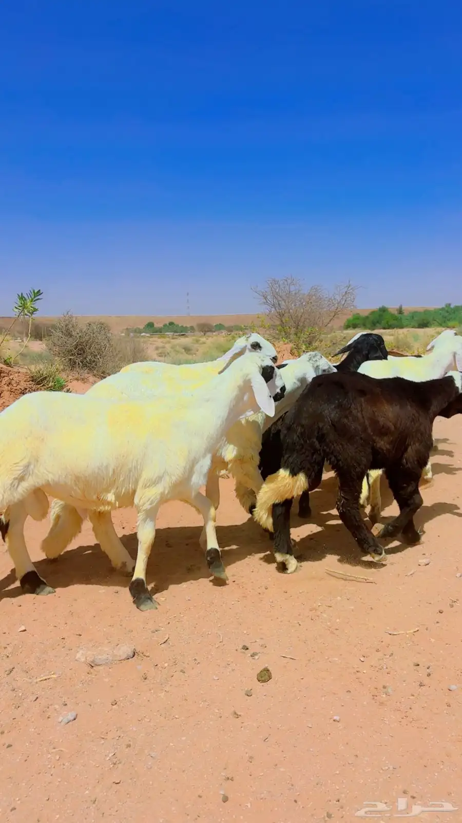 سواكن جذعان شبيه الحري 7