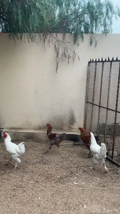ديكه كفو للبيع 3