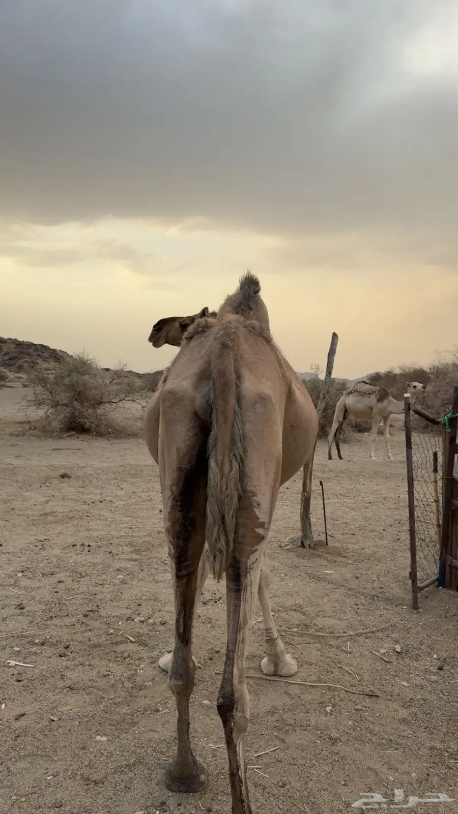 ناقه لحقه في ثمانيه شهور 1