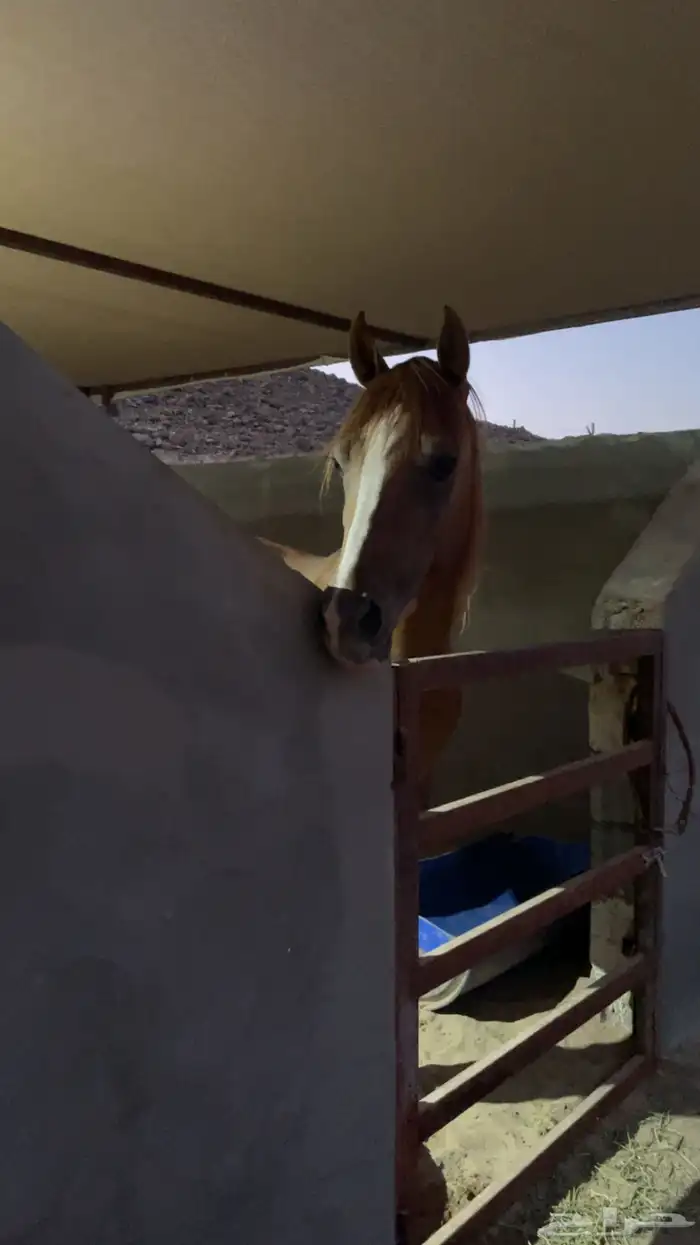 خيل شعبي للبيع 8