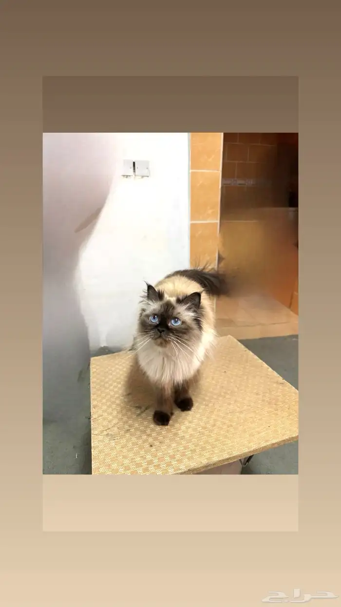 قطط للتبني 5