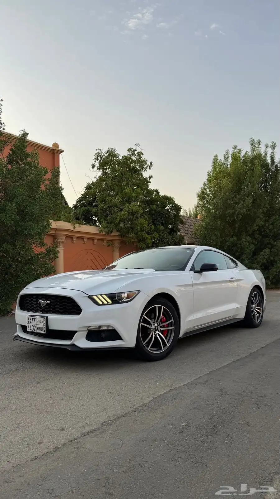 موستنج 2016 13