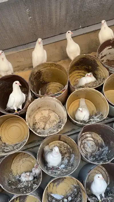 حمام سلفر طيب العدد تقريبا  40 جوز يزود او ينقص 2