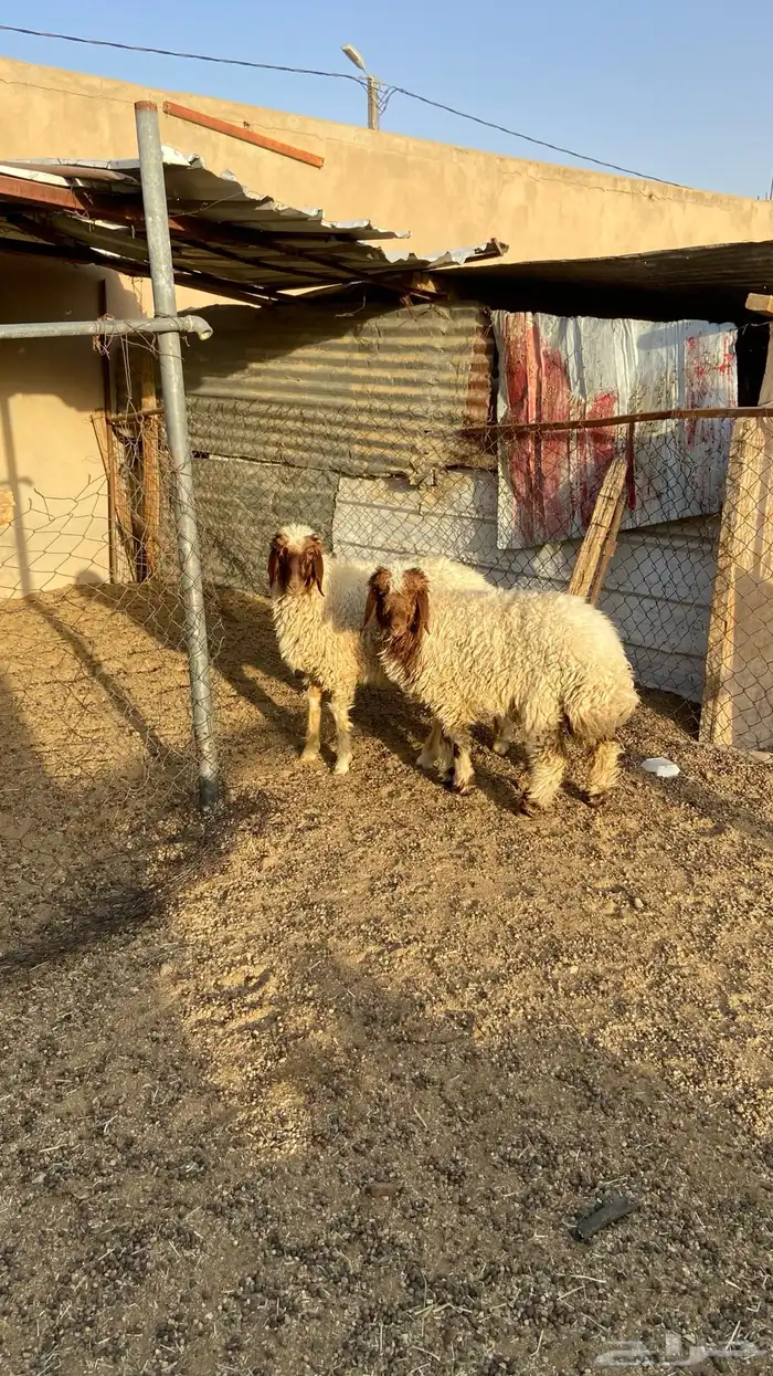 رخال نعيم 5