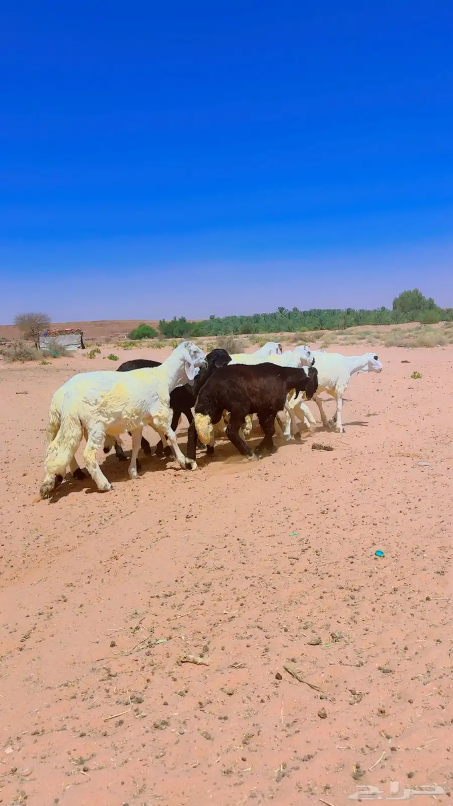 سواكن جذعان شبيه الحري 6
