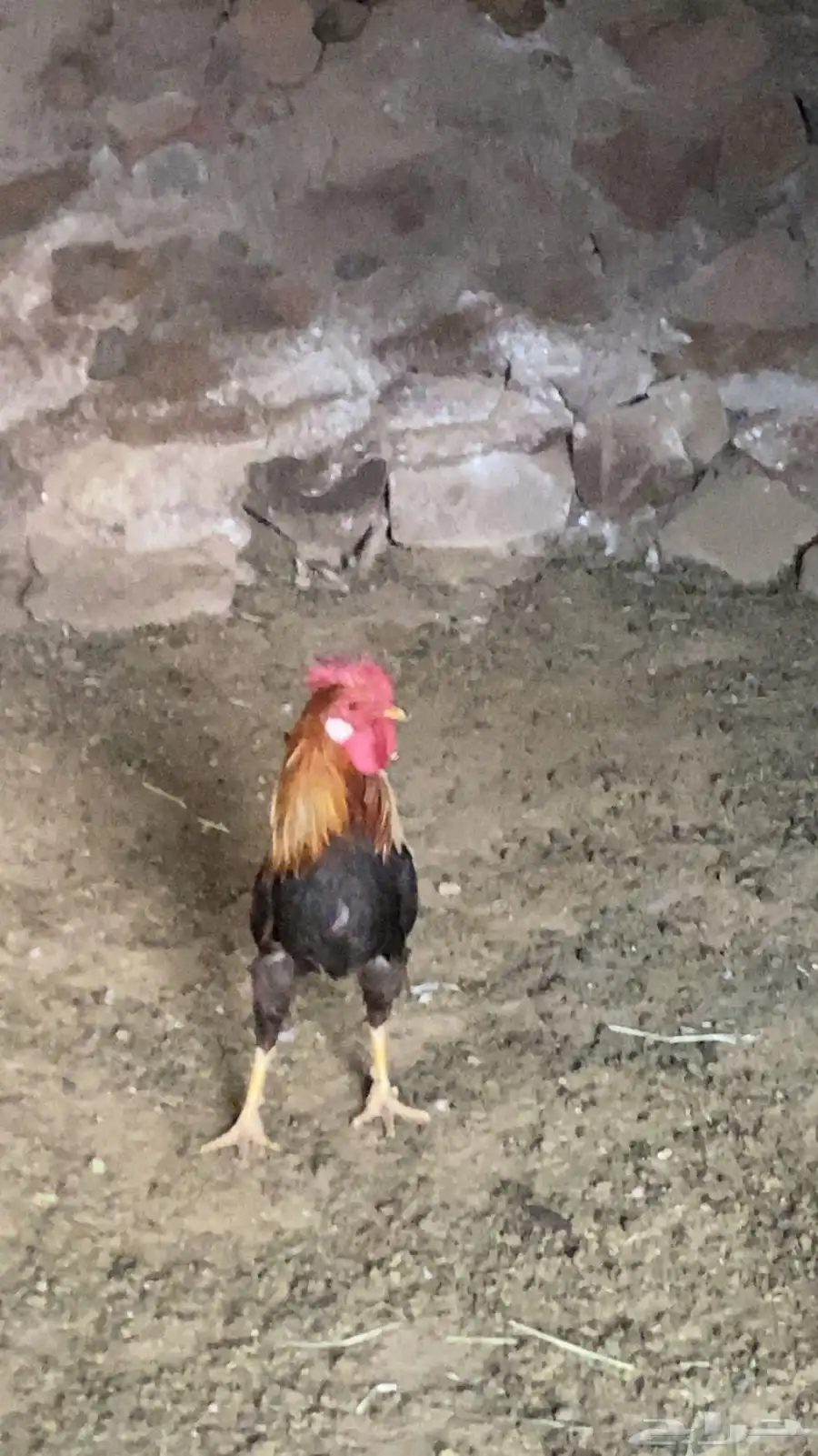 ديكه بلديه كفو 2