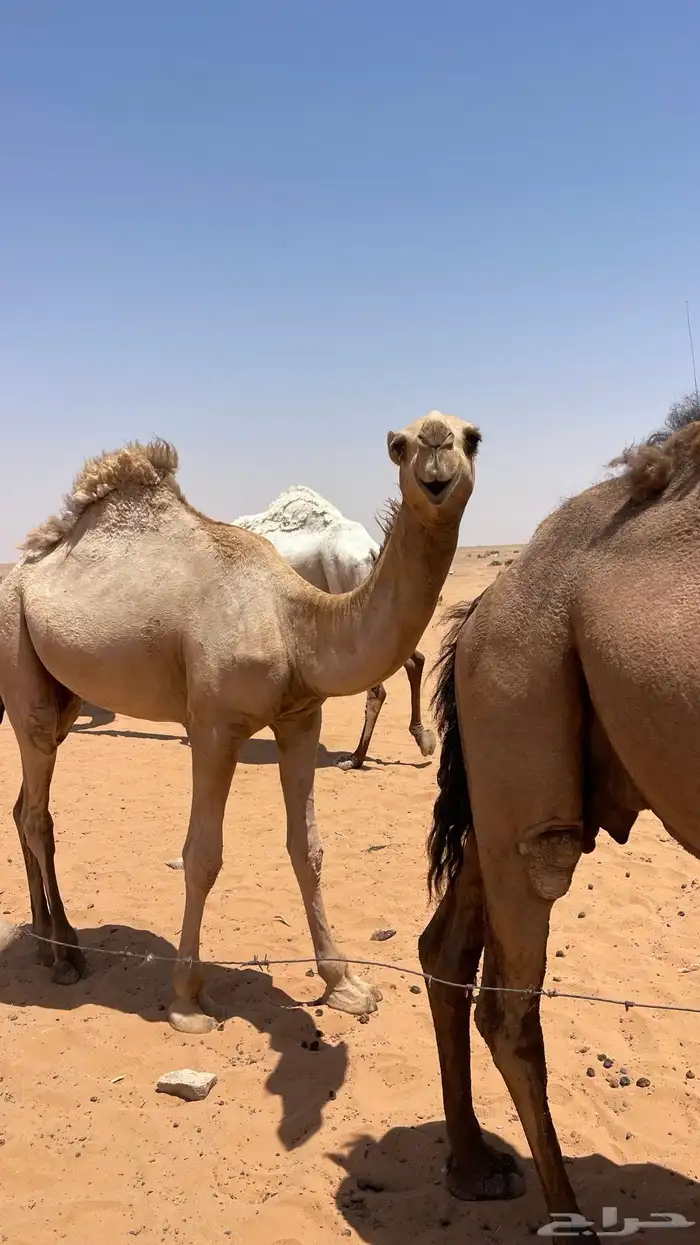 دبياني كفو 3