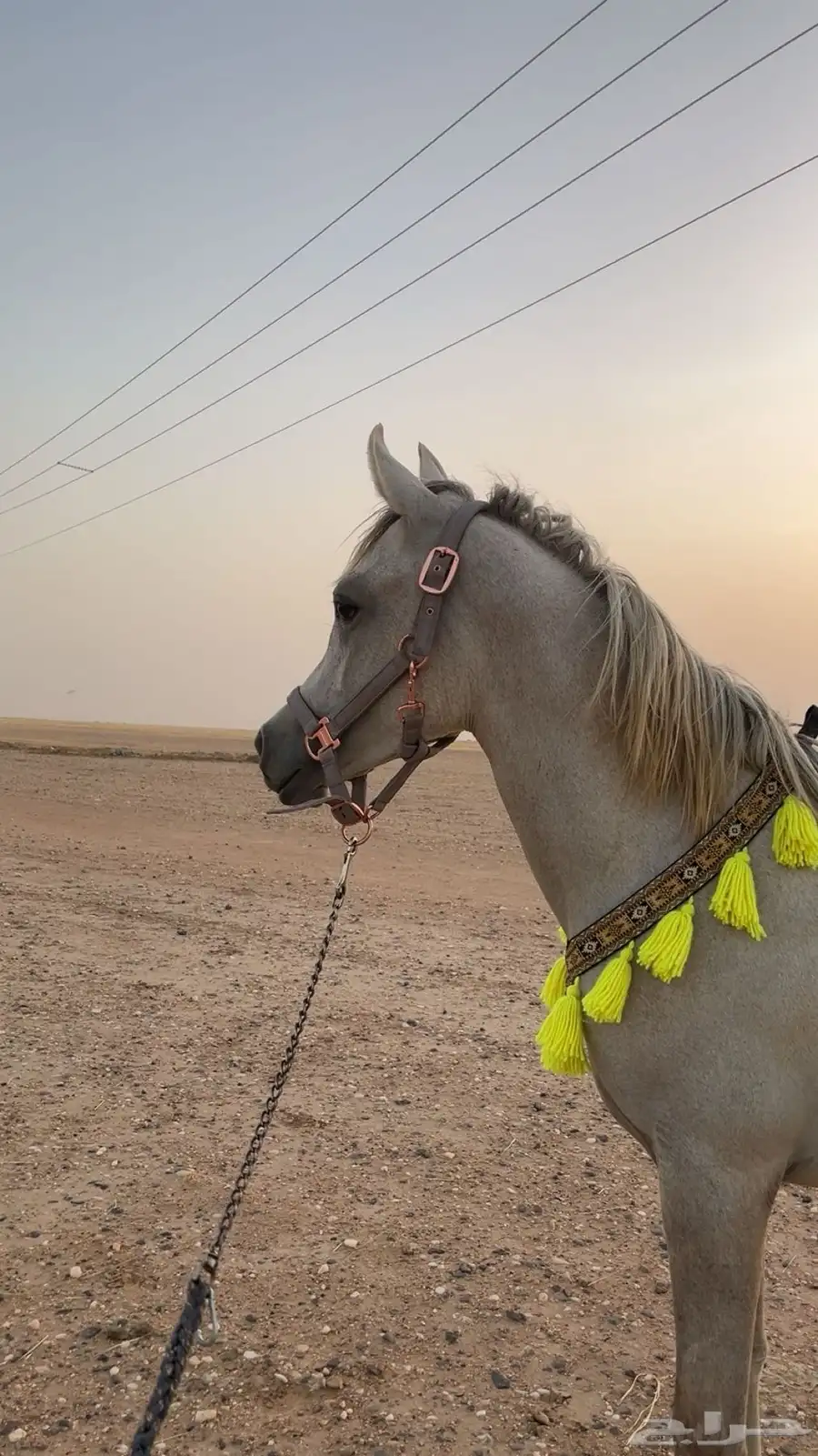 مهره شعبيه حفيدة يافع الخالد 1