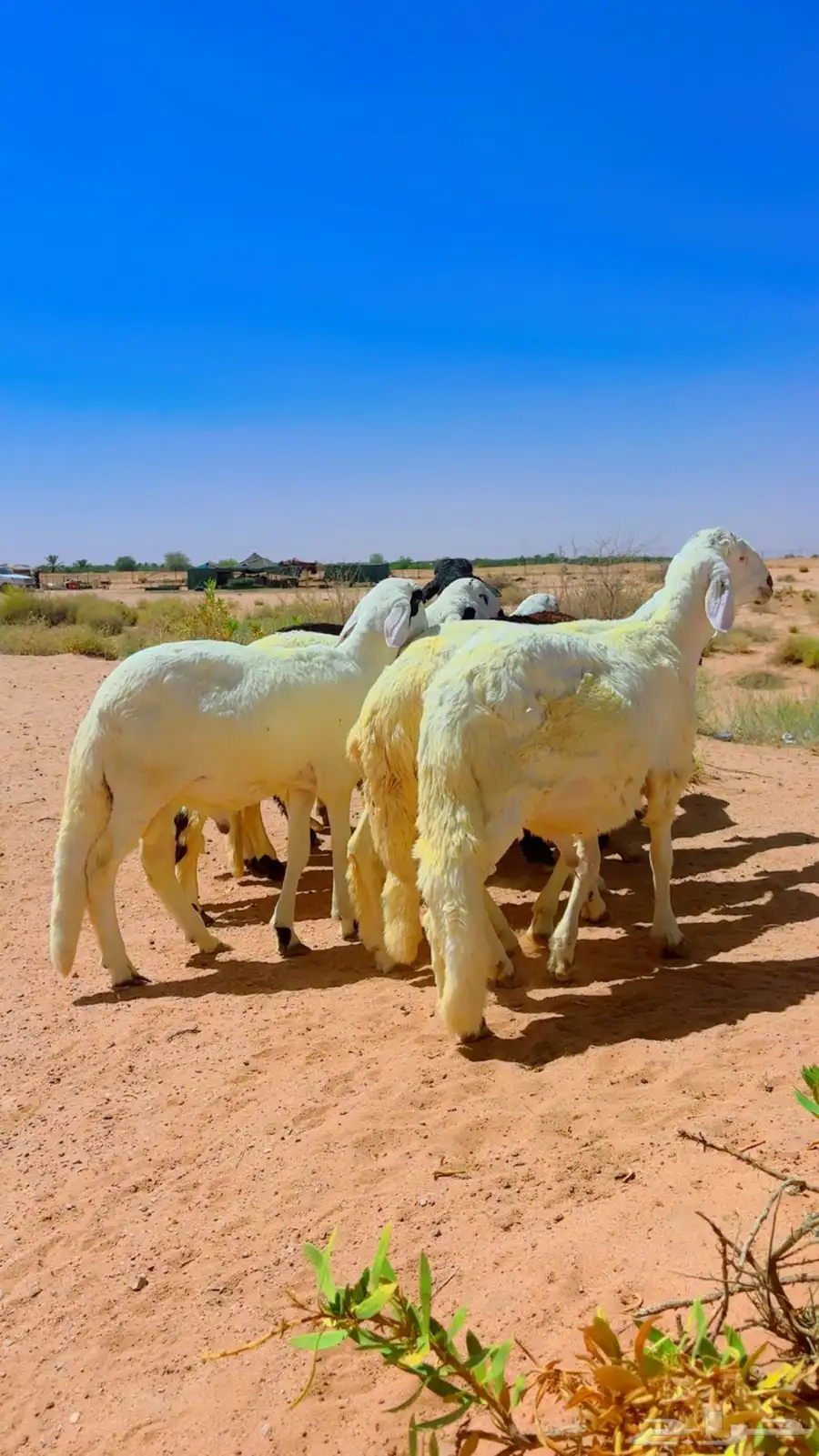سواكن جذعان شبيه الحري 1