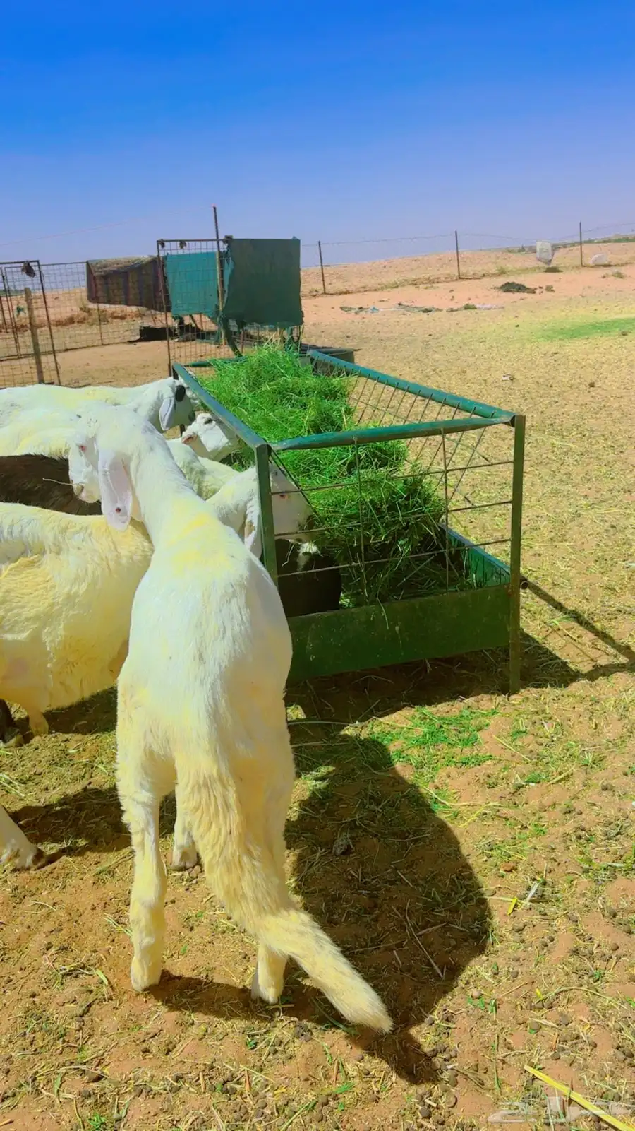 سواكن جذعان شبيه الحري 4