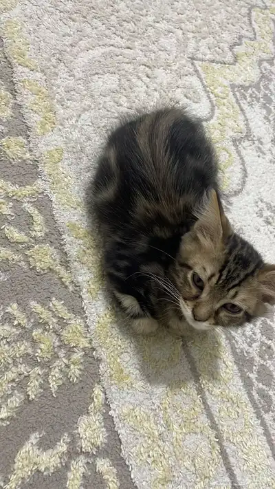 قطط صغيرة للتبني 1