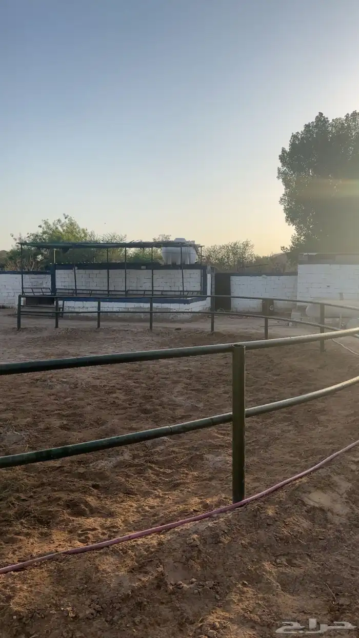 إيواء  تدريب ركوب الخيل 0