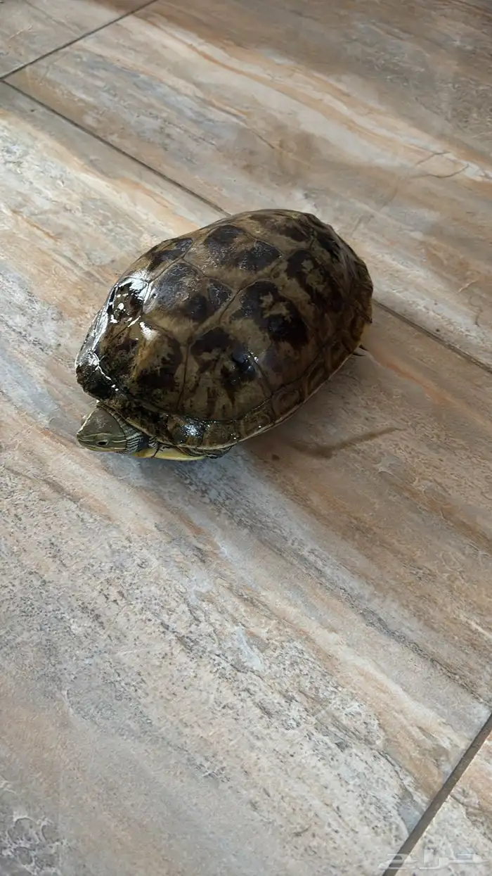للبيع سلحفاة كبيره برمائيه 2