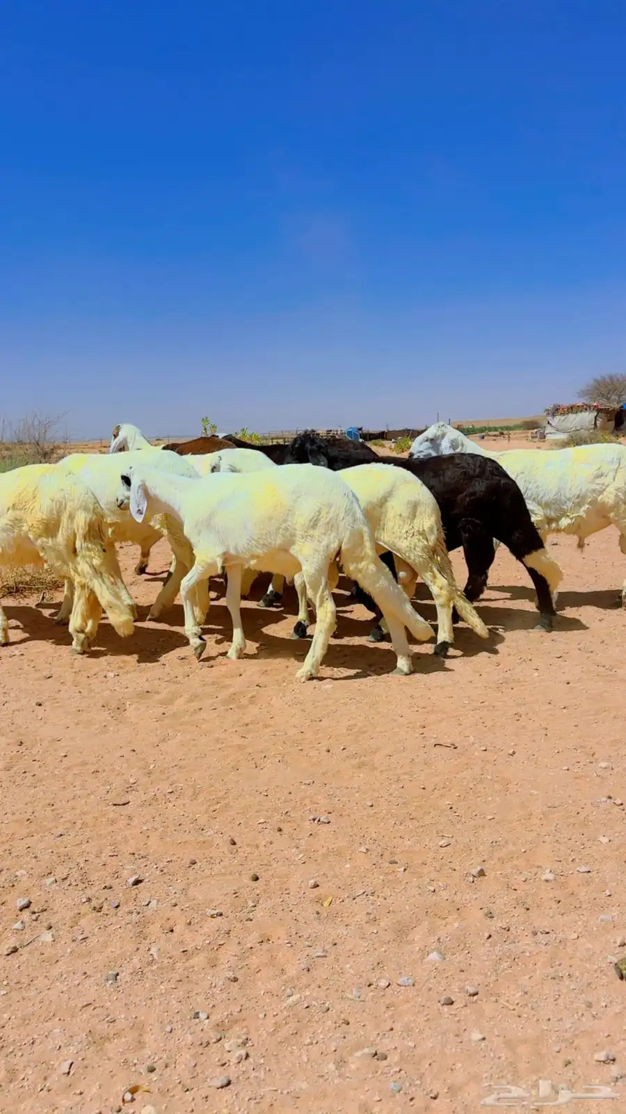 سواكن جذعان شبيه الحري 11