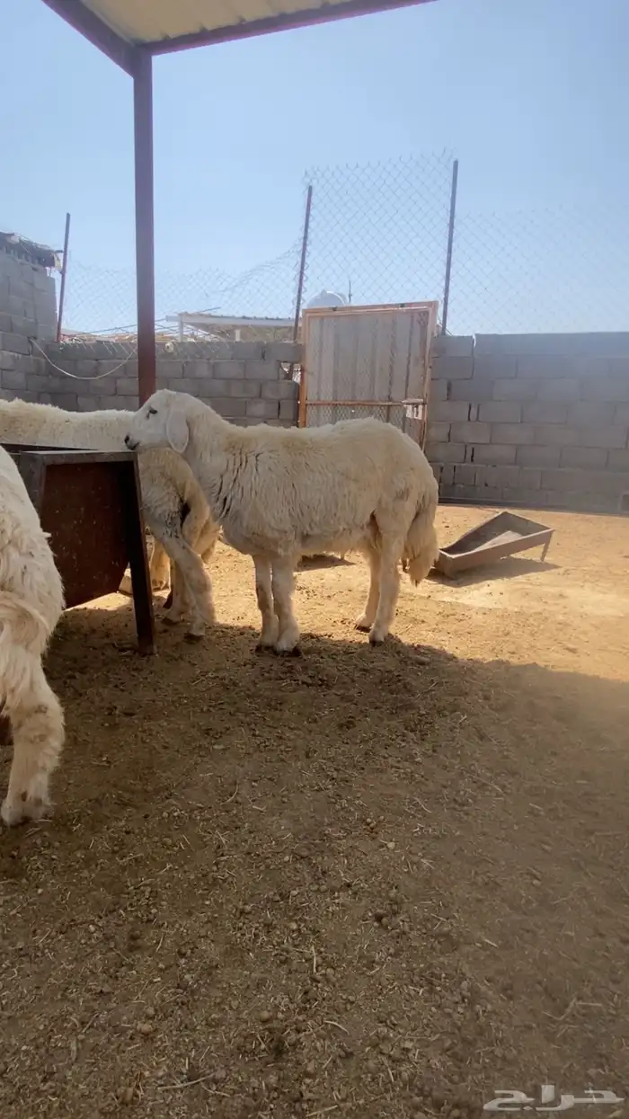 بهم حري ذبايح بري نضيف 3