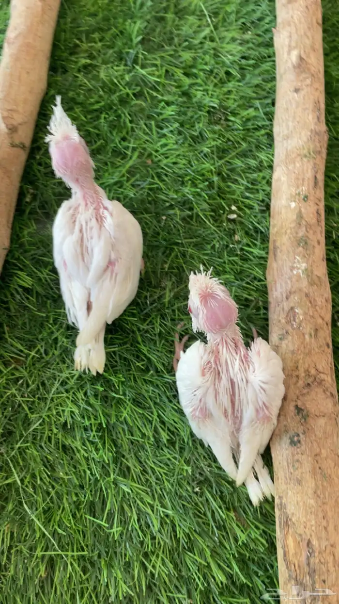 فروخ كروان البينو ( تم البيع ) 0