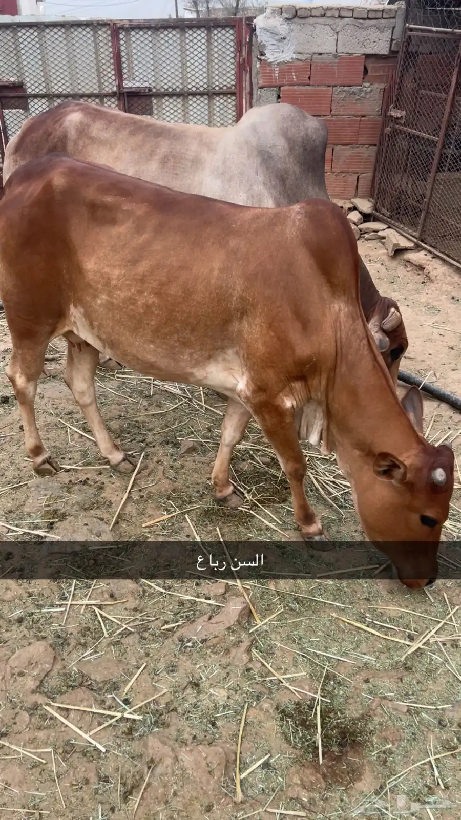 بقر للبيع 2