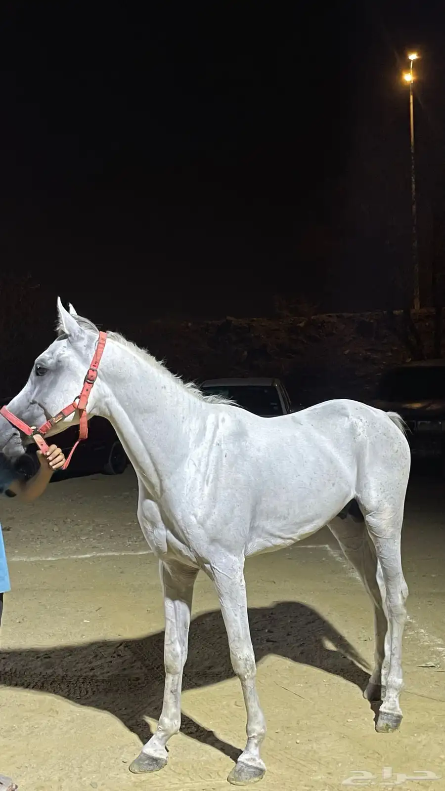 حصان عربي والبيع شعبي حار 0