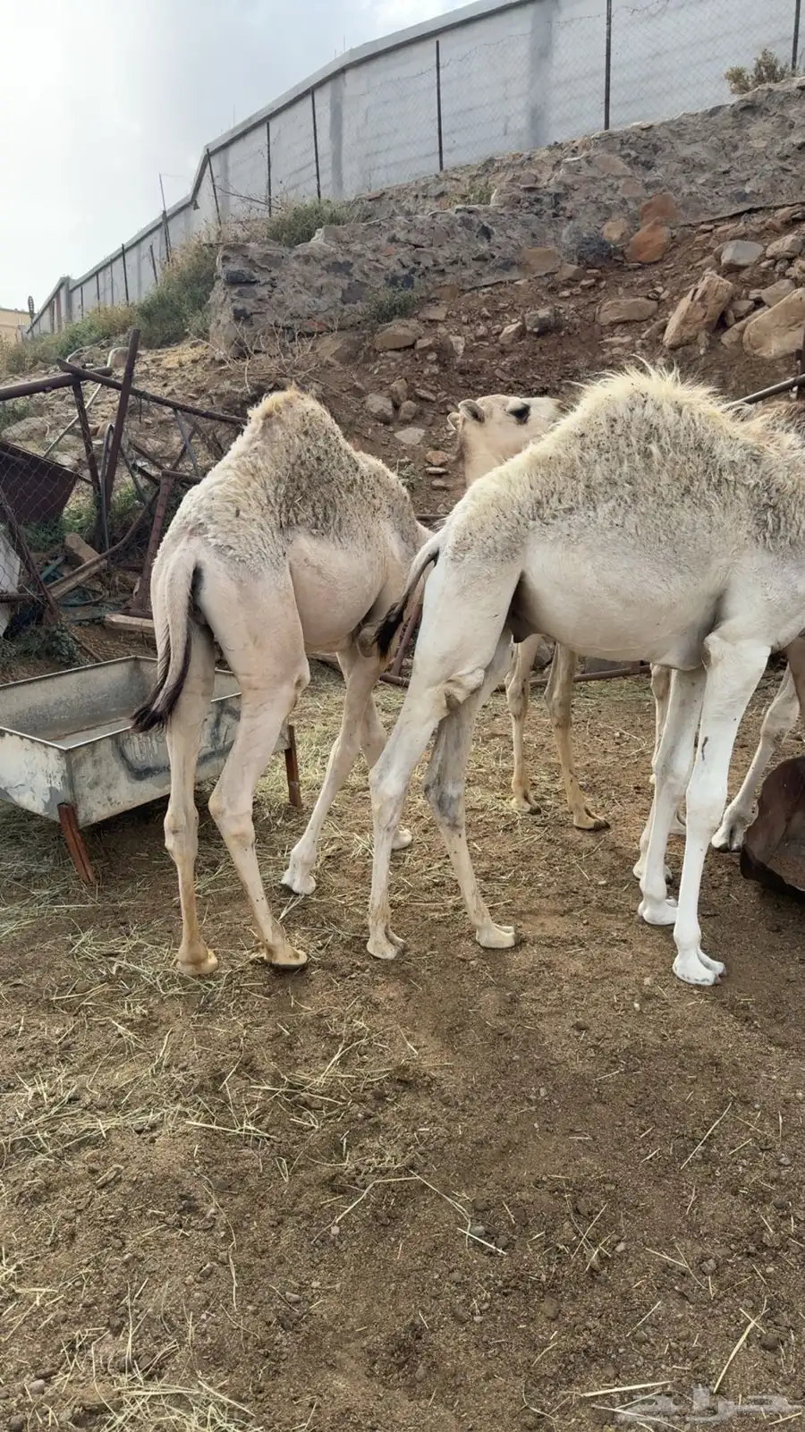 3 حشوان للبيع 2
