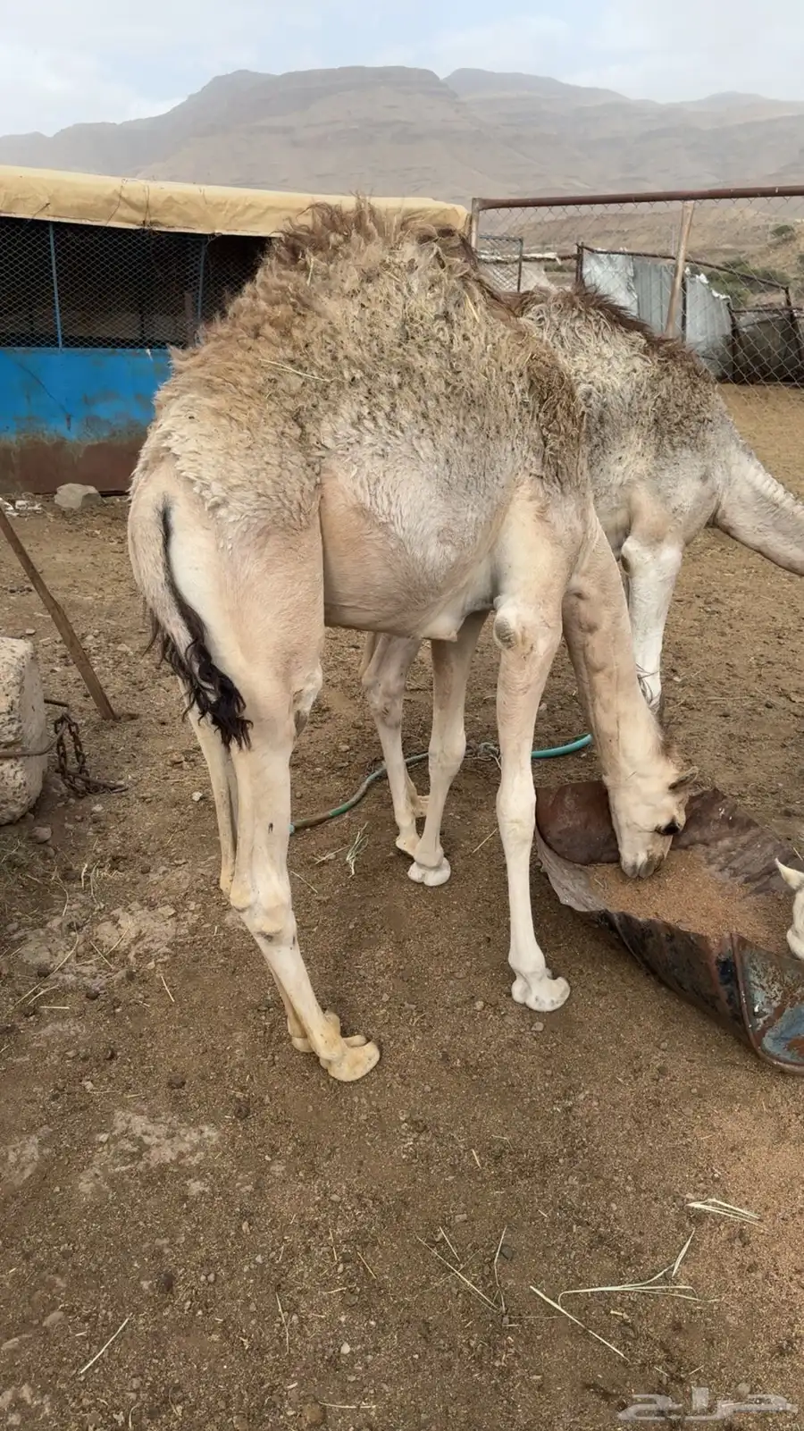 3 حشوان للبيع 1