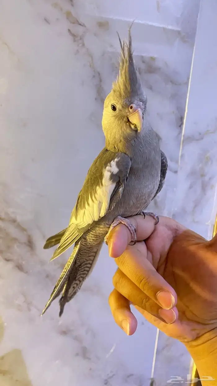 كروان هولندي 2