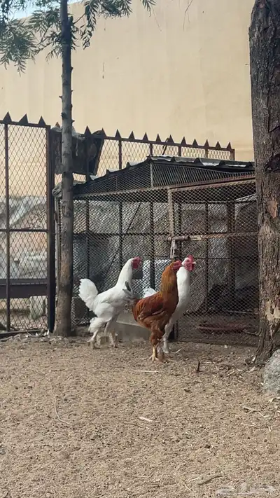 ديكه كفو للبيع 6