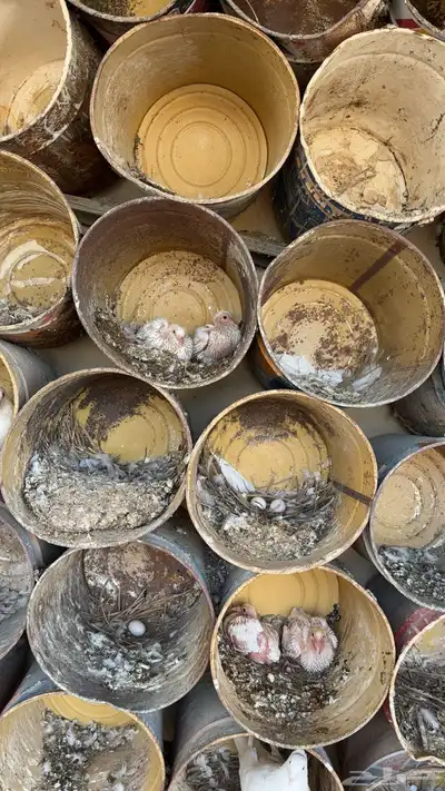 حمام سلفر طيب العدد تقريبا  40 جوز يزود او ينقص 5
