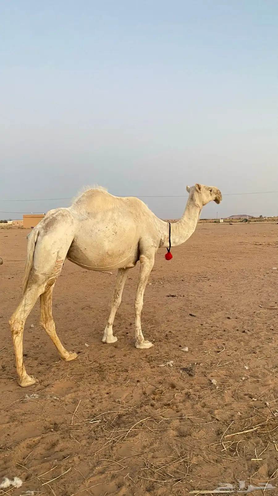 ناقة طيبه و هدية 9