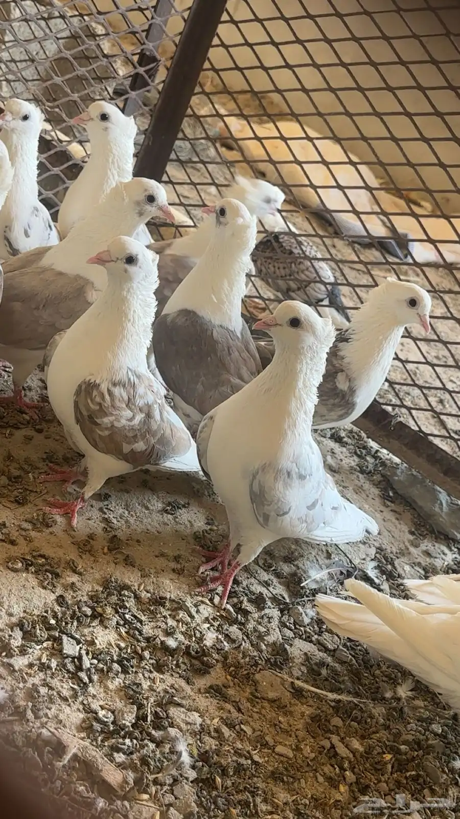 حمام منتج 2