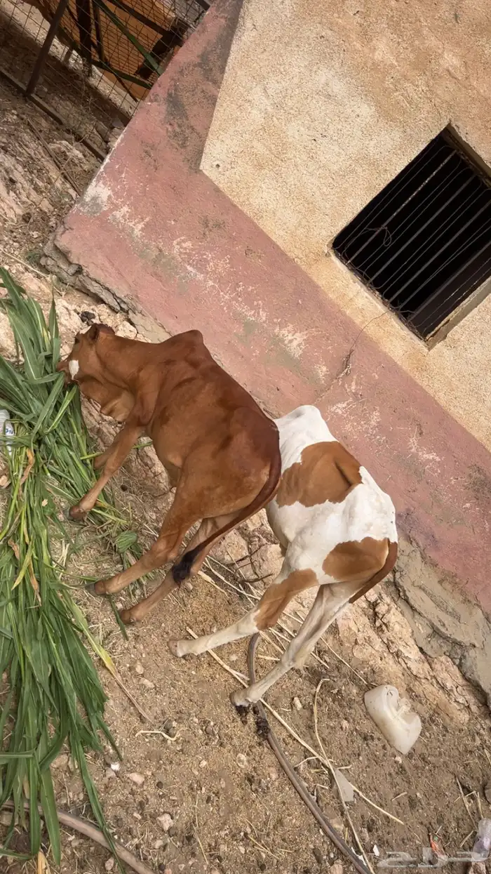 حسلان للبيع العدد 2 العمر 5 شهور 3