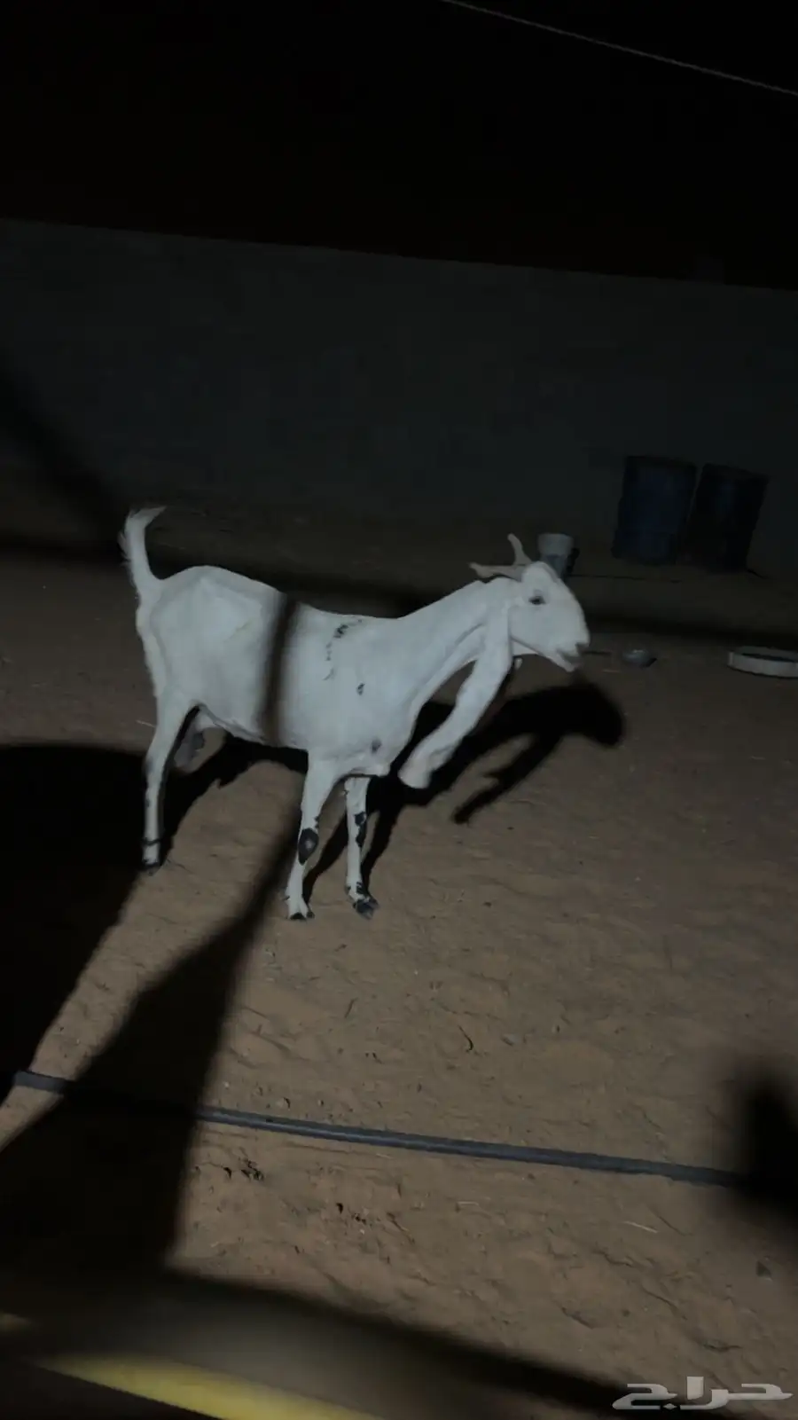 للبيع عنز هولنديه وجفره مصريه 0
