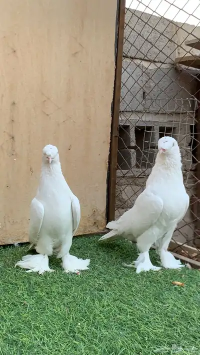 حمام تركي 1