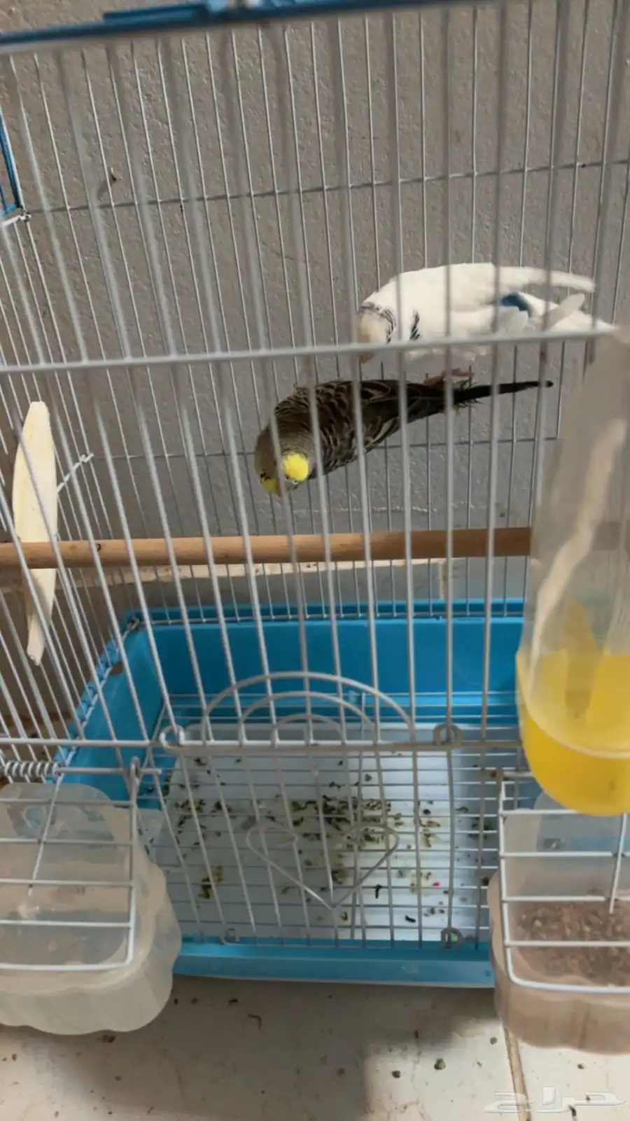 زوج طيور حب معه بيضه 1