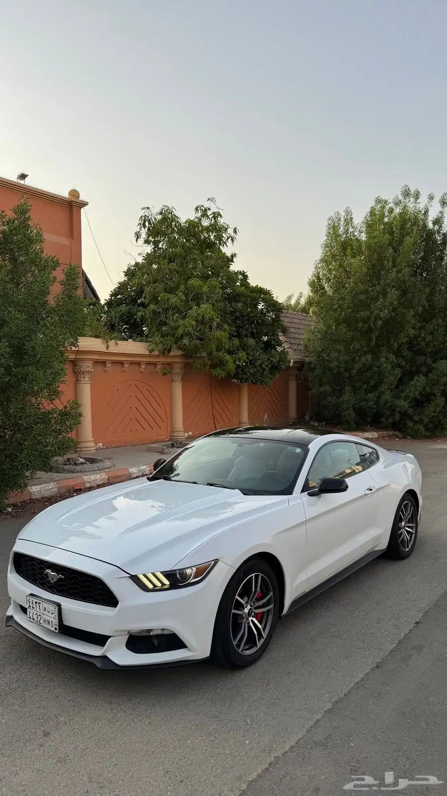 موستنج 2016 10
