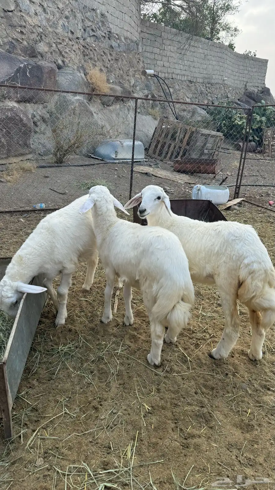 2 طليان و 1 رخال سمان وطيبه مشالله 1