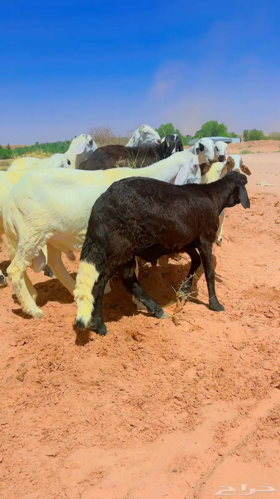 سواكن جذعان شبيه الحري 0