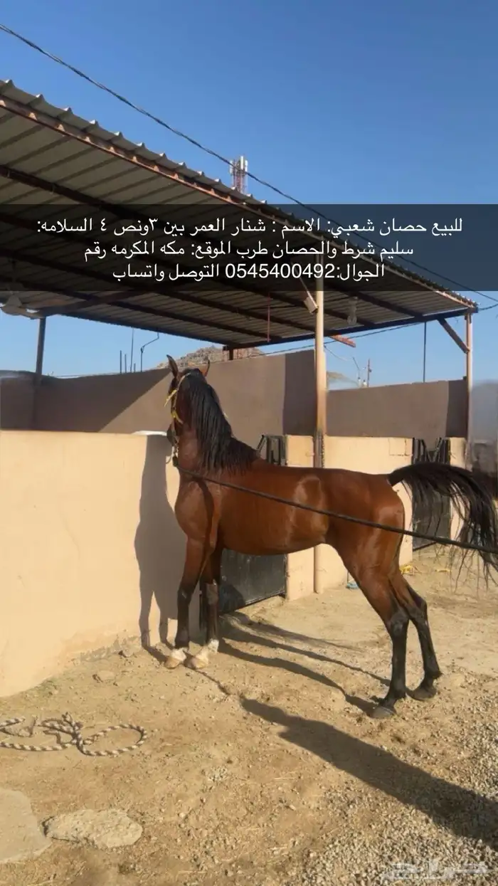 للبيع حصان 0